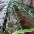 حضيره ارانب كامله