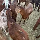 طليان للبيع