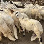 سواكني للأفراح والمناسبات 1200