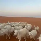 غنم مراح واحد بنات بعض حريات