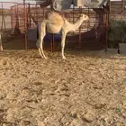 قعود مغلق شحم على حليب امه