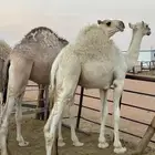 للبيع قعدان طيبه