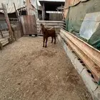 فحل حجازي ( هولندي ) ادهم جذع