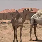 ابل هجن لقحه معها قعود طيب له أربع اشهر