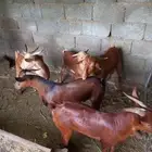 تيوس