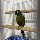 ببغاء كنيور