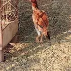 دجاج سندي مهجن بكستاني