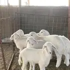 اعرض لكم طاليان