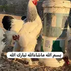 دجاج براهما كلومبي