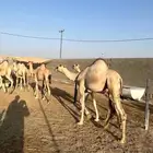 قعدااان مراابي