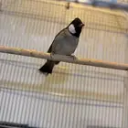 بلابيل اليفه