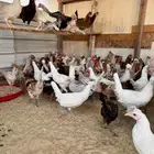 للبيع دجاج و دياكة بلدي