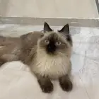 قطه