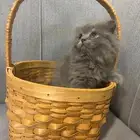 قطط سكوتش فولد للبيع