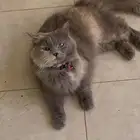 للبيع