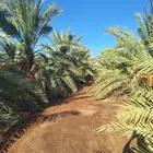 مزرعة للبيع في المليليح