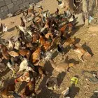 دجاج بلدي وفيومي