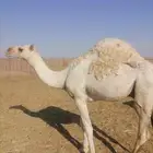 قعدان للبيع