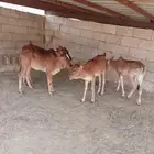 للبيع خبيش