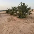 نخل للبيع
