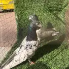 حمام باكستاني تيدي