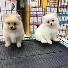 كلاب بومرينيان تي كب