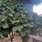 فاكهة لوز بجيل يوجد توصيل