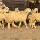 خرفان ذبايح