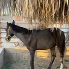 مهر عمره 6 شهور