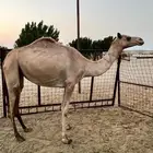 ناقه بنت الطايف بعير الجعيد