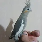 كروان اليف