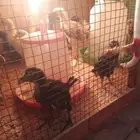 صيصان