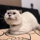 قطط للبيع