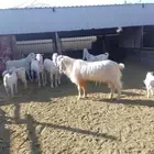 ماعز بيشيه للبيع