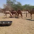 قعدان للبيع