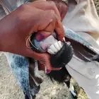 السلام عليكم