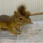 سناجب سوريه