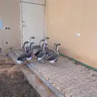 وز عراقي