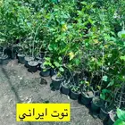اشجار مثمره وزينه وعطريات ومتسلقات وغيرها