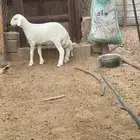 فحل حري صنف منتج