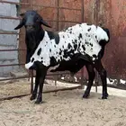 فحل بربري مطور ثني