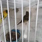 جوز كناري معه فرخين