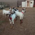 جفار بيشيات صنف