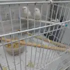 عصفور روز البينو للبيع