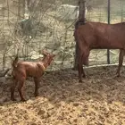 عنز محايليه والد
