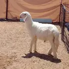 عنيزة العوشزيه