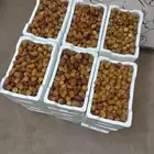 رطب سكري فاخر من المزرعة مباشرة