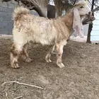 تيس صنف فاخر