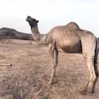 بعير ارك حمر كفو