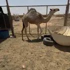 بكره